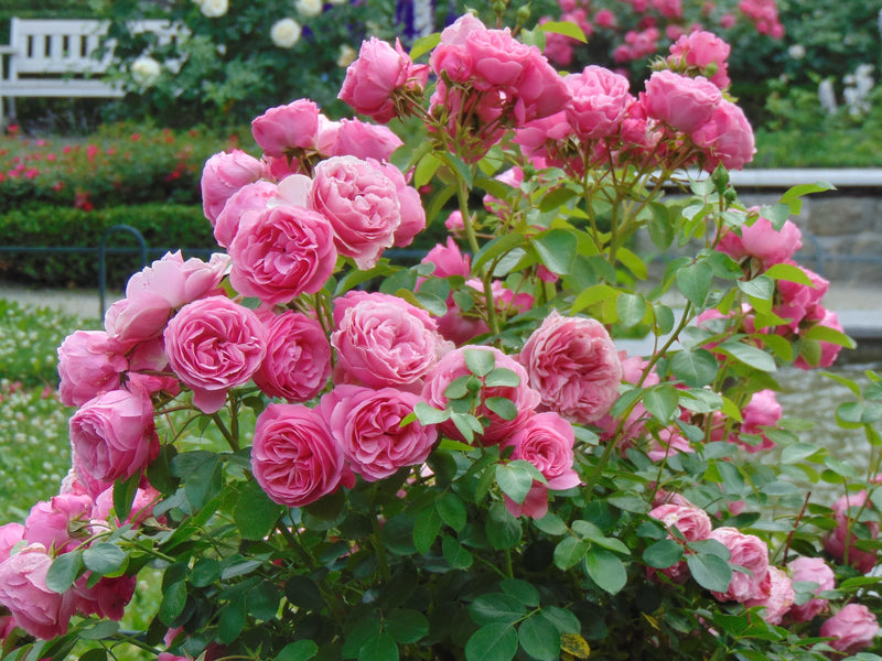 Hellrosa Rosenbaum-Blumensamen für die Aussaat im Garten. Beliebte traditionelle Sorte und gentechnikfreie Samen für den Hausgarten
