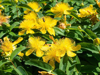 Hypericum Blumensamen zur Aussaat farbenfroh Schau Traditionssorte & ohne Gentechnik Samen Hausgarten