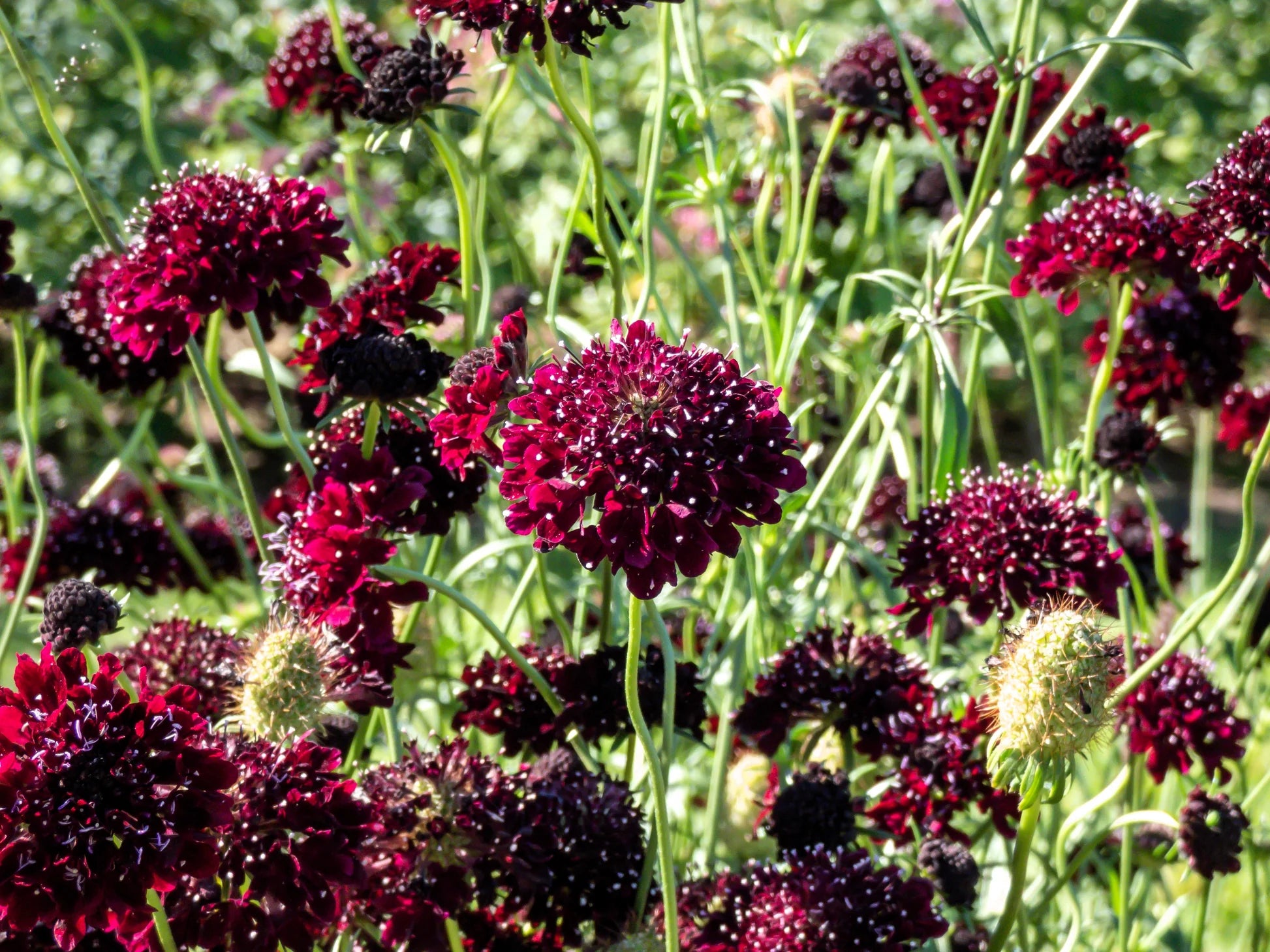 Rot Pincushion Blumensamen zur Aussaat – kompakt Wuchs – Traditionssorte & ohne Gentechnik Samen Hausgarten