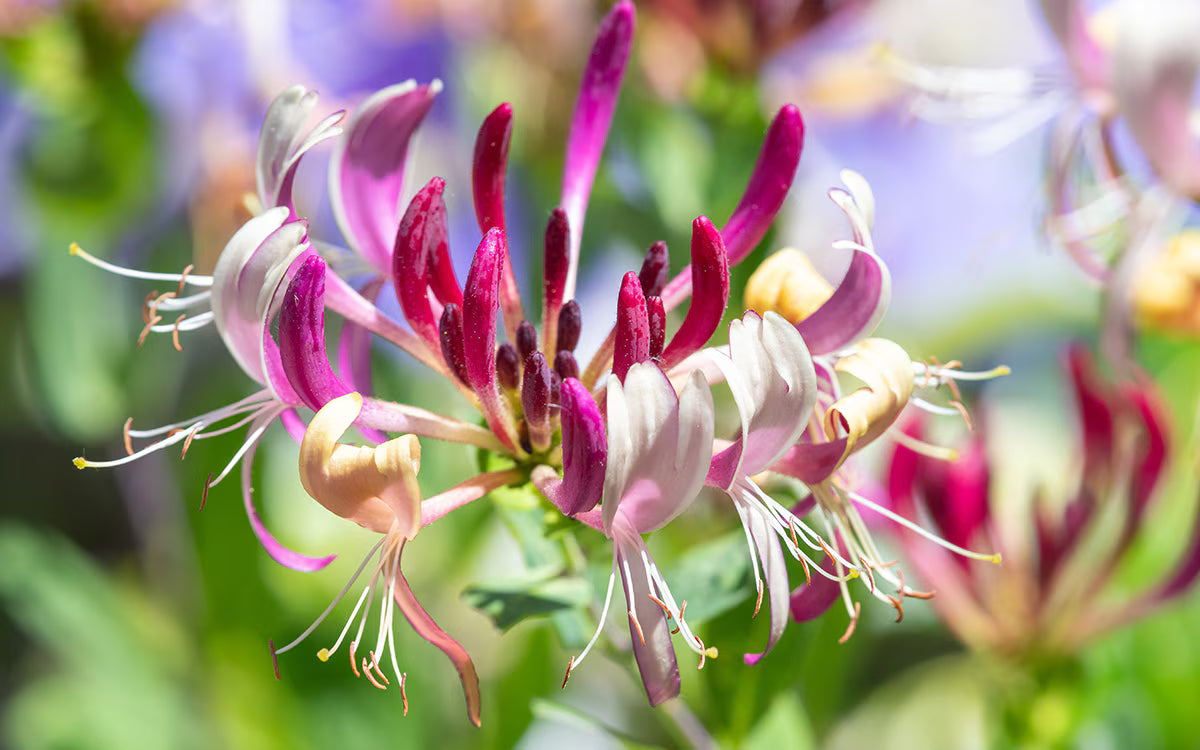 Rot Cape Honeysuckle Blumensamen zur Aussaat – Schnitt Blume beliebt – Traditionssorte & ohne Gentechnik Samen Hausgarten
