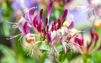 Rot Cape Honeysuckle Blumensamen zur Aussaat – Schnitt Blume beliebt – Traditionssorte & ohne Gentechnik Samen Hausgarten