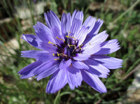 Blau Catananche Blumensamen zur Aussaat – Garten beliebt – Traditionssorte & ohne Gentechnik Samen Hausgarten