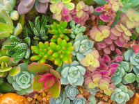 Gemischt Echeveria Succulent Blumensamen zur Aussaat Halbschatten verträglich Traditionssorte & ohne Gentechnik Samen Hausgarten