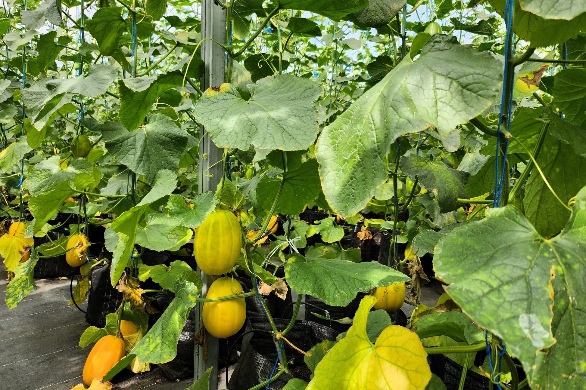 Gelbe Weiß Linie Melone Samen für einfaches Anpflanzen