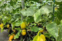 Gelbe Weiß Linie Melone Samen für einfaches Anpflanzen