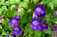 Blau Asarina Gloxina Blumensamen zur Aussaat – hochwertige Qualitäts- – Traditionssorte & ohne Gentechnik Samen Hausgarten