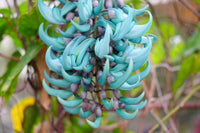 Strongylodon Blumensamen zur Aussaat – leuchtend – Traditionssorte & ohne Gentechnik Samen Hausgarten
