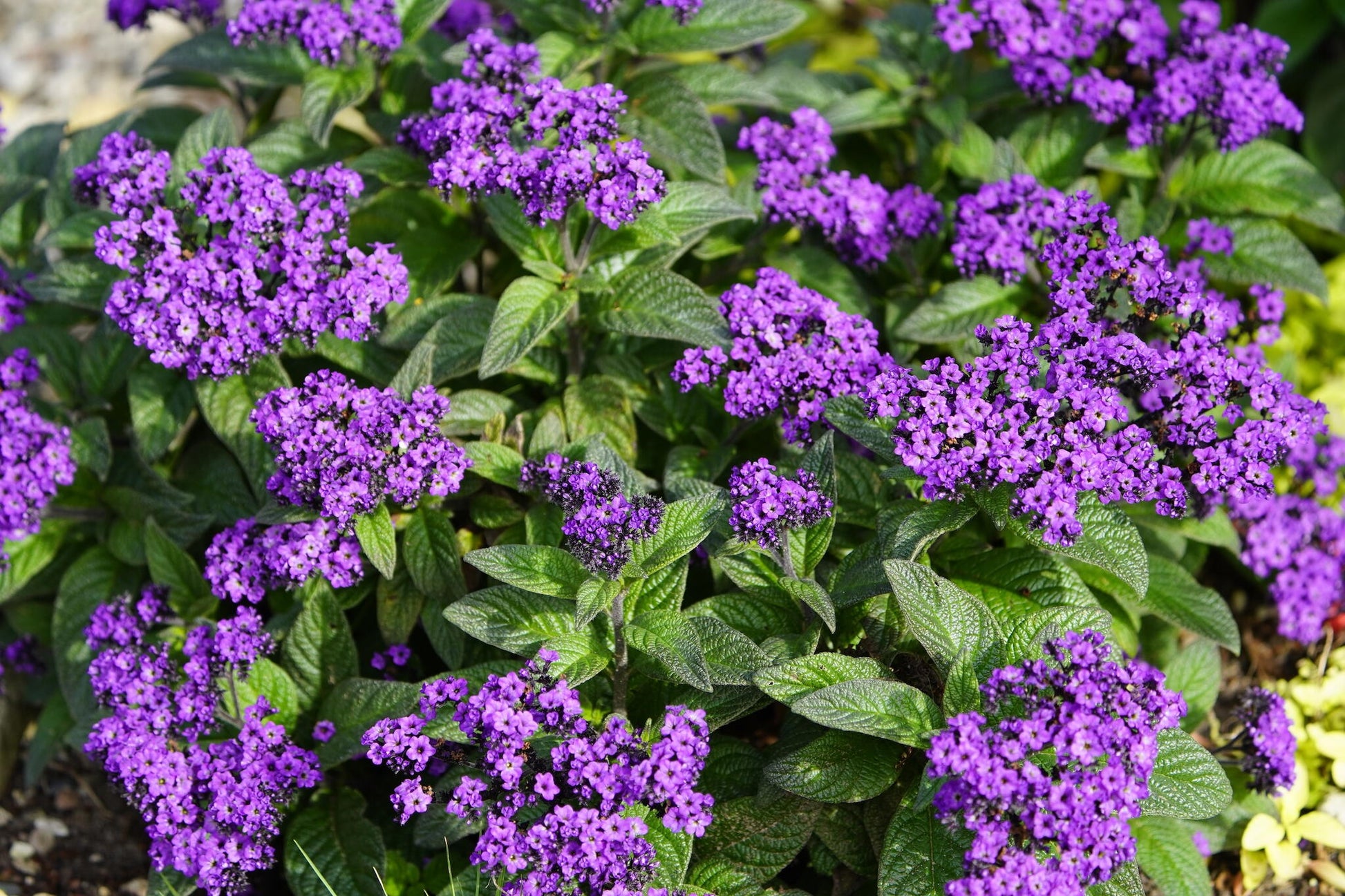 Blau Marine Blumensamen Oceanic Aussaat