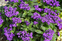 Blau Marine Blumensamen Oceanic Aussaat
