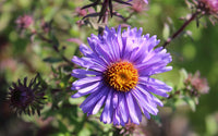 Lila Novae Angliae Blumensamen zur Aussaat Schnitt Blume beliebt Traditionssorte & ohne Gentechnik Samen Hausgarten
