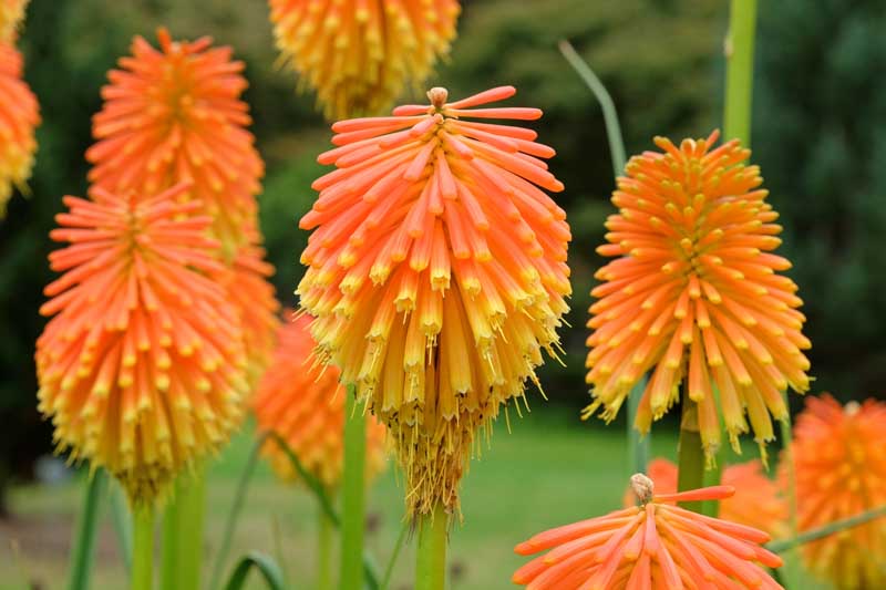 Rot Kniphofia Blumensamen zur Aussaat – kompakt Wuchs – Traditionssorte & ohne Gentechnik Samen Hausgarten