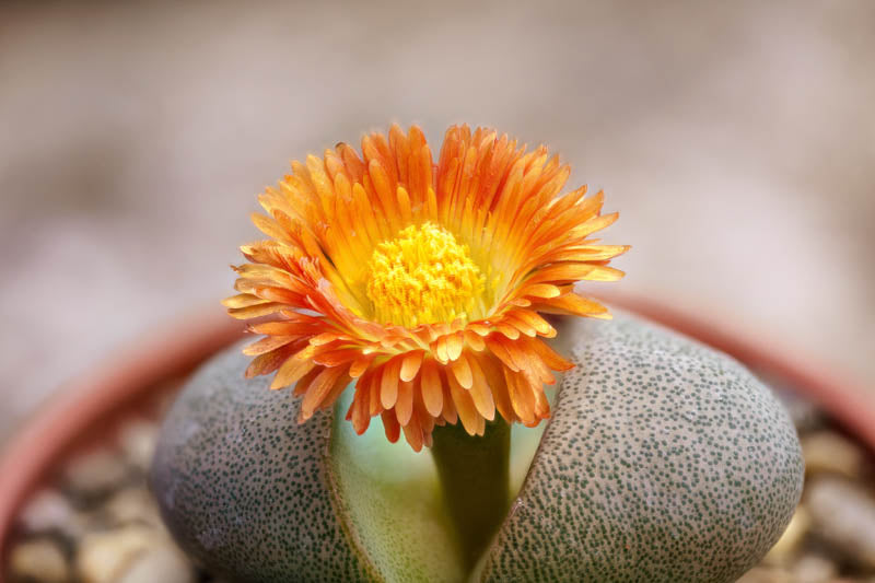 Pleiospilos Blumensamen zur Aussaat Landhaus Garten wichtig Traditionssorte & ohne Gentechnik Samen Hausgarten