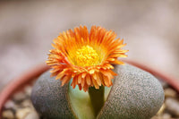 Pleiospilos Blumensamen zur Aussaat Landhaus Garten wichtig Traditionssorte & ohne Gentechnik Samen Hausgarten