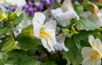 Weiß Mimulus Blumensamen zur Aussaat Samen üppig Gärten und Delightful Blüten