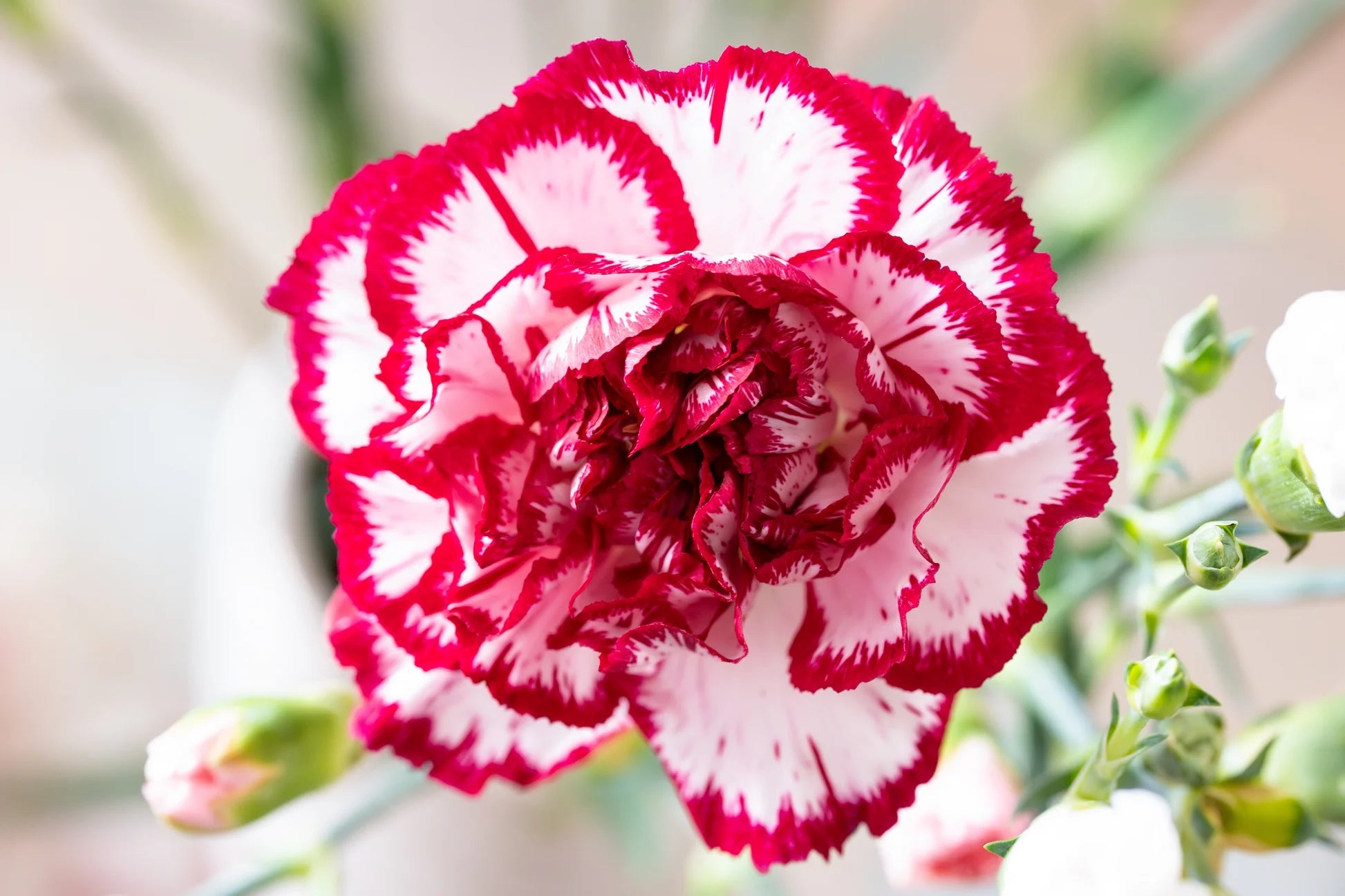 Rot Weiß Nelke Blumensamen Aussaat