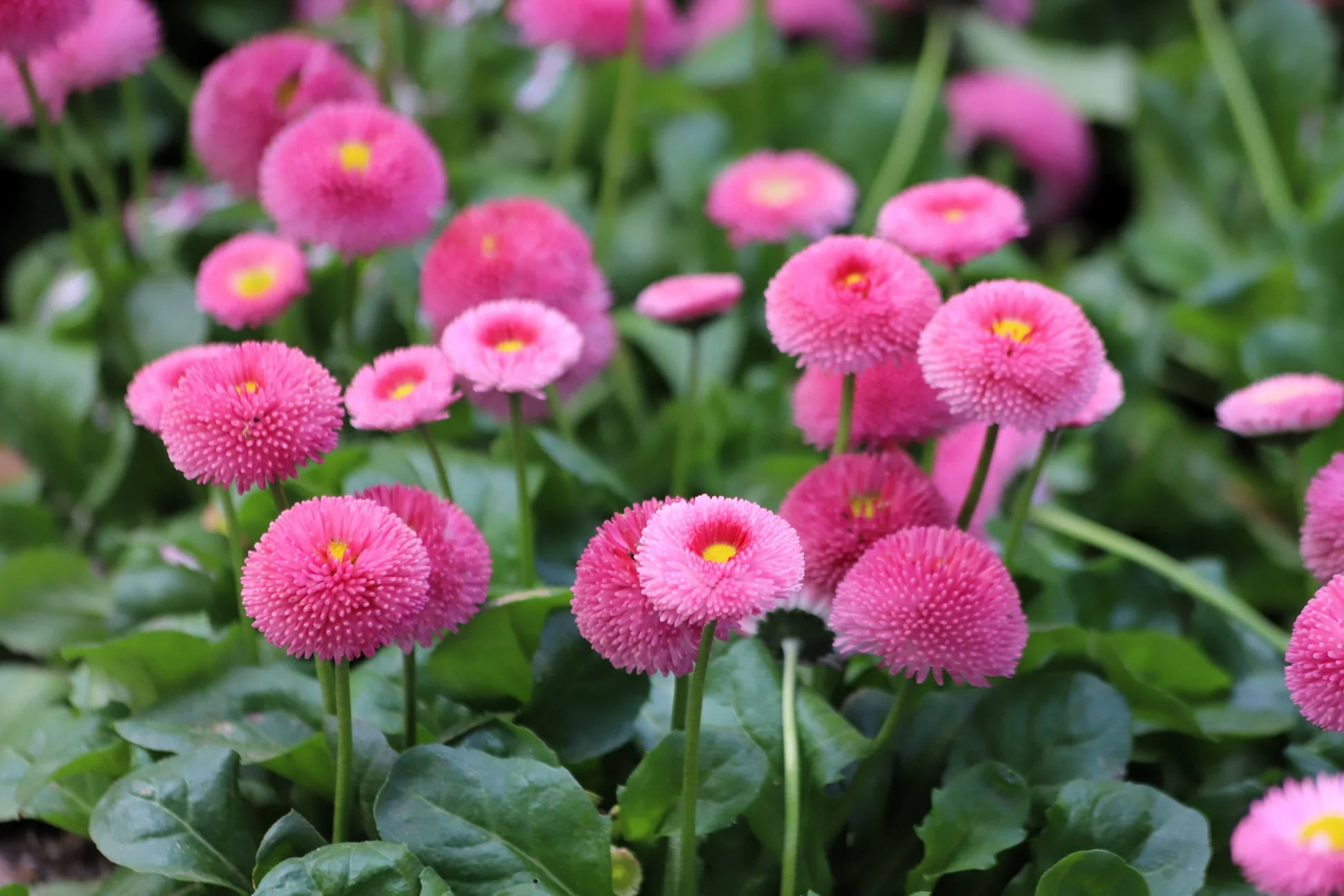 Rosa Bellis Perennis Blumensamen zur Aussaat