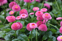 Rosa Bellis Perennis Blumensamen zur Aussaat