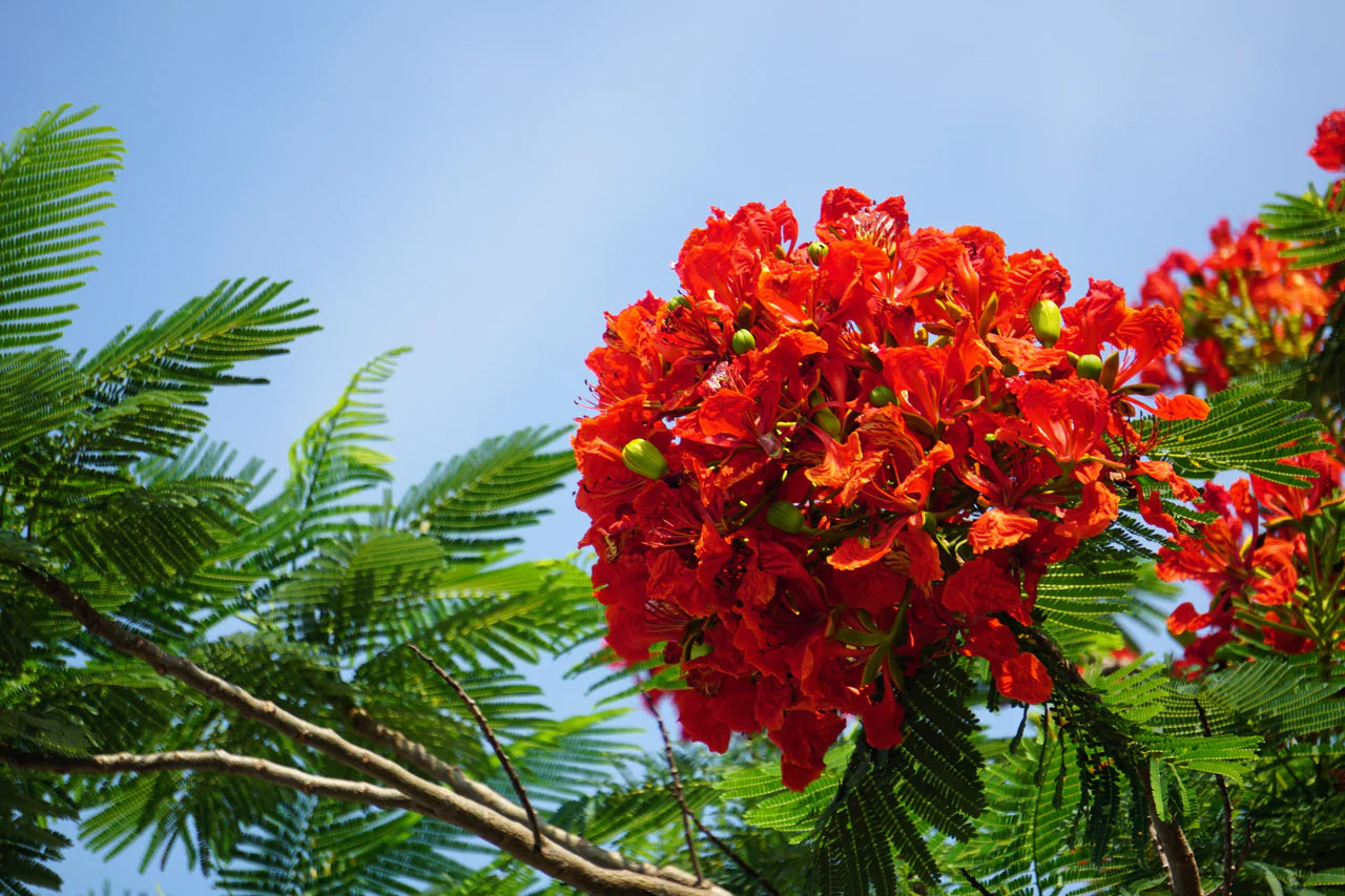 Rot Jacaranda Blumensamen zur Aussaat leuchtend Blüten Traditionssorte & ohne Gentechnik Samen Hausgarten