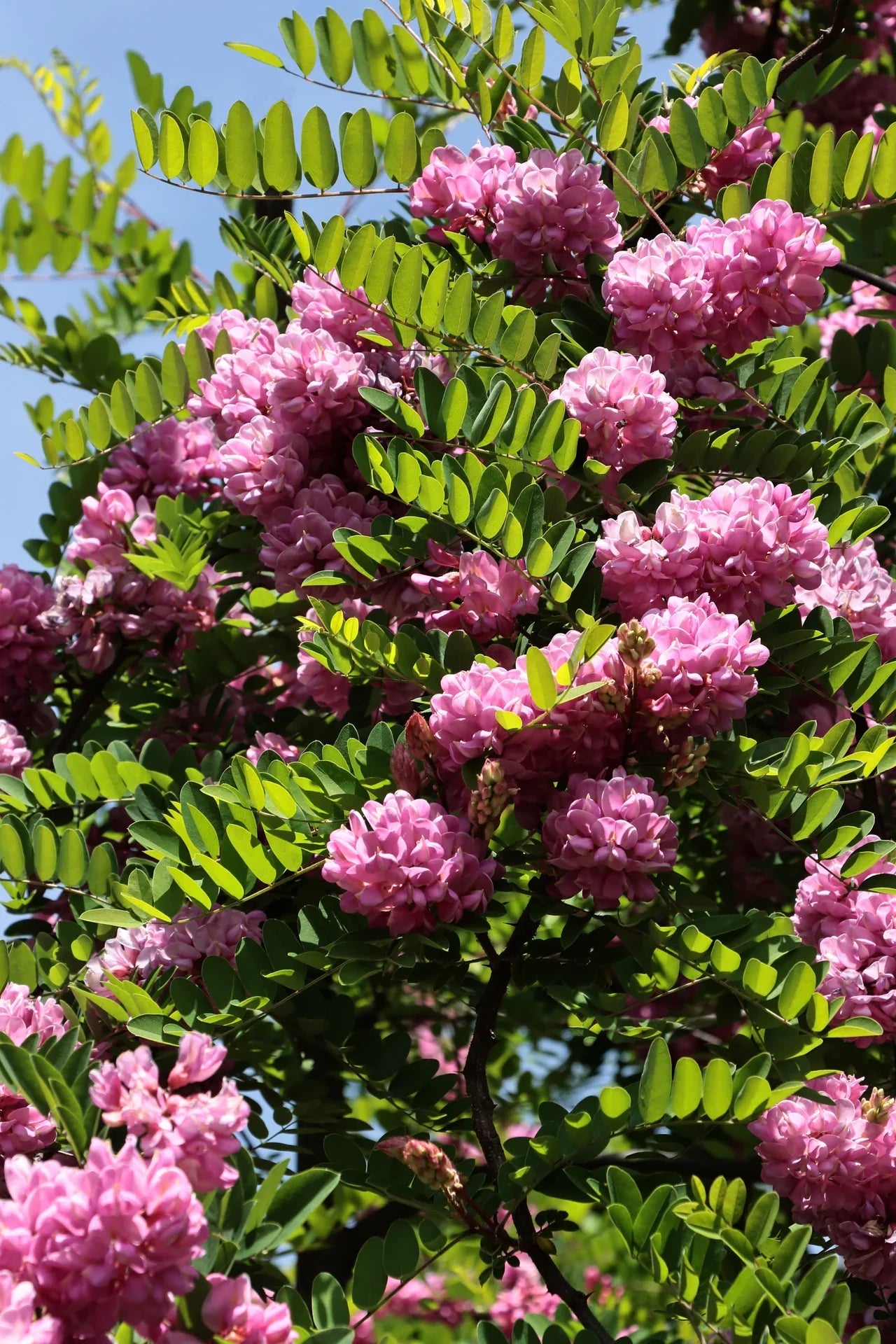 Rosa Mischung Acacia mehrjährig Blumensamen zur Aussaat Landhaus Garten wichtig Traditionssorte & ohne Gentechnik Samen Hausgarten