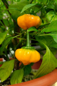 Jamaican Scotch Bonnet Pepper Samen zur Aussaat Hot Pepper Sorte