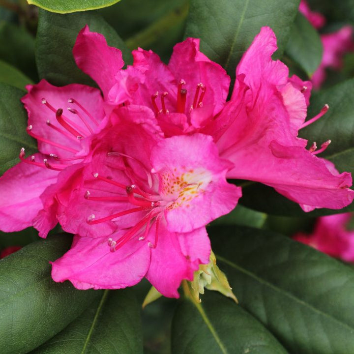 Semi di azalea per una semina dai colori vivaci