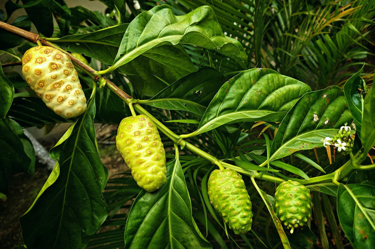 Weiße Morinda citrifolia Noni Samen für einfaches Anpflanzen