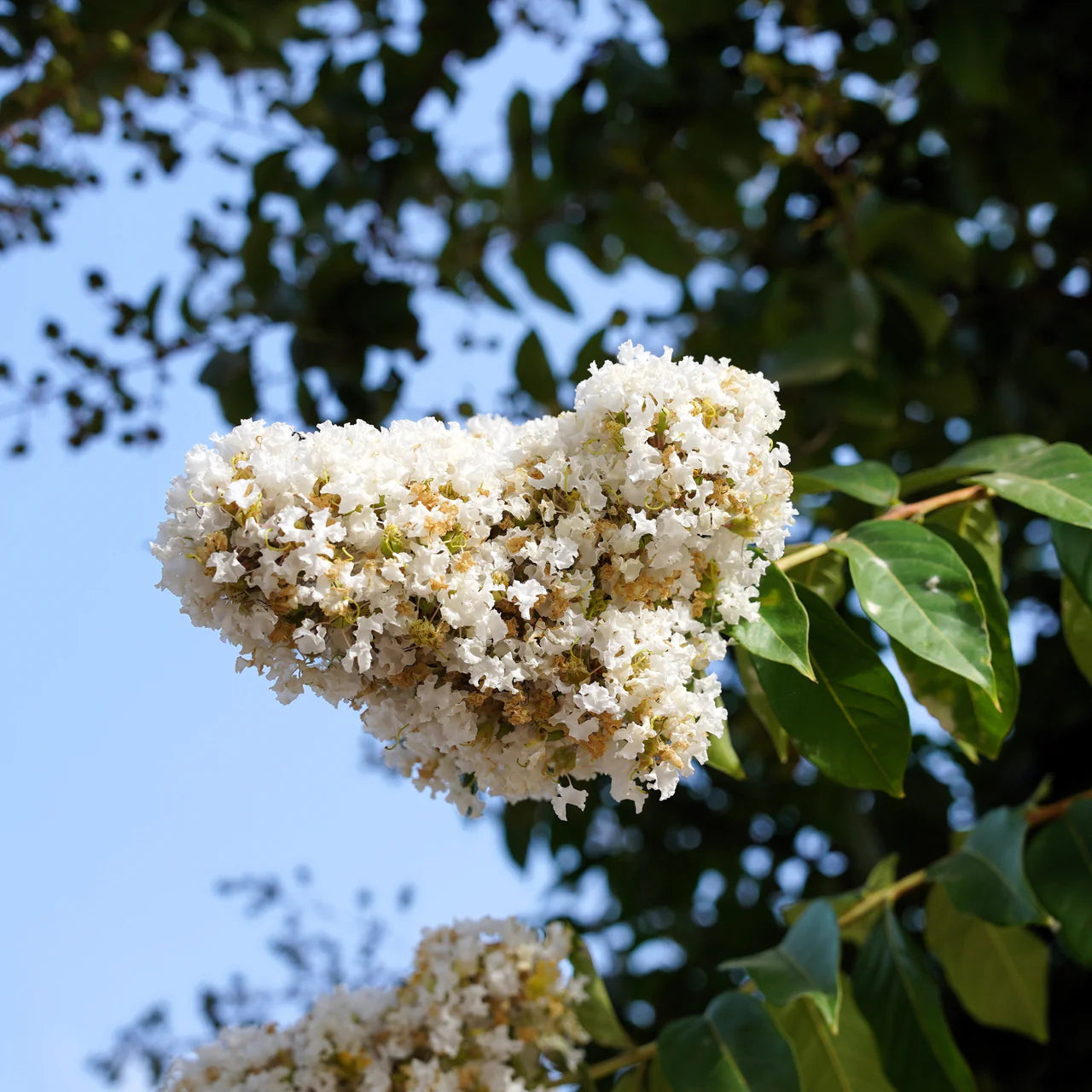 Weiß Crepe Myrtle Blumensamen zur Aussaat – Anzucht – Traditionssorte & ohne Gentechnik Samen Hausgarten