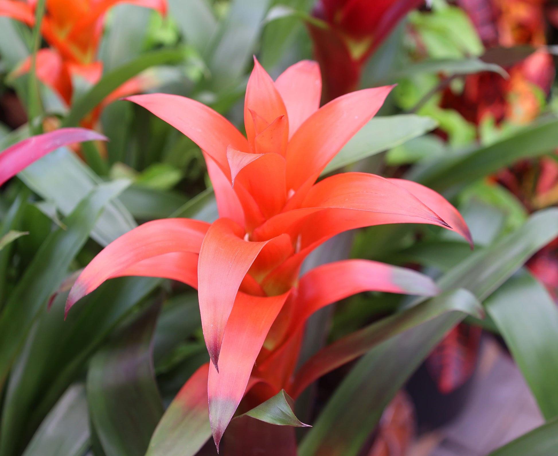 Gemischt Bromeliad Blumensamen zur Aussaat – saisonal Dauerblüher – Traditionssorte & ohne Gentechnik Samen Hausgarten