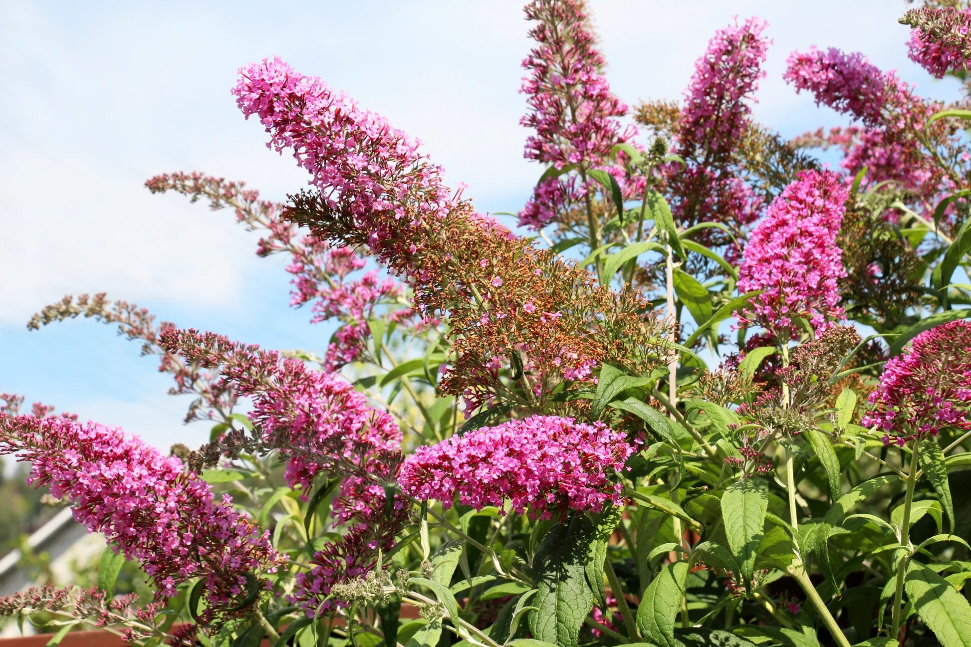 Sommerflieder Davidii Blumensamen zur Aussaat sonnenliebend Traditionssorte & ohne Gentechnik Samen Hausgarten