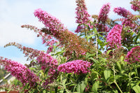 Sommerflieder Davidii Blumensamen zur Aussaat sonnenliebend Traditionssorte & ohne Gentechnik Samen Hausgarten