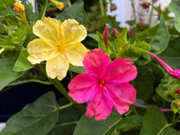 Rot Mirabilis Scarlet Blumensamen zur Aussaat farbenfroh Schau Traditionssorte & ohne Gentechnik Samen Hausgarten