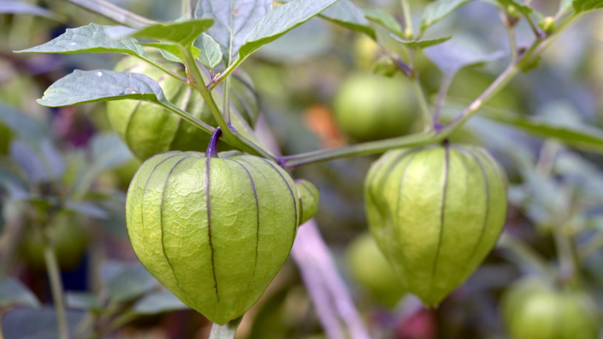Traditionell Mexican Tomate Solanum lycopersicum Samen zum Pflanzen in Veggie Gardens