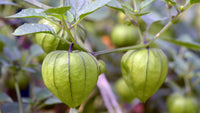 Traditionell Mexican Tomate Solanum lycopersicum Samen zum Pflanzen in Veggie Gardens