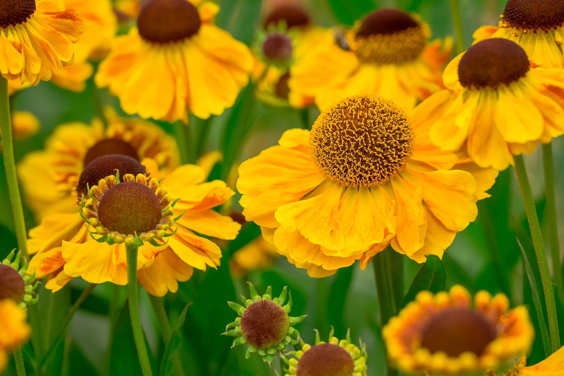 Helenium Herbst Lollipop Blumensamen zur Aussaat Drought verträglich Traditionssorte & ohne Gentechnik Samen Hausgarten
