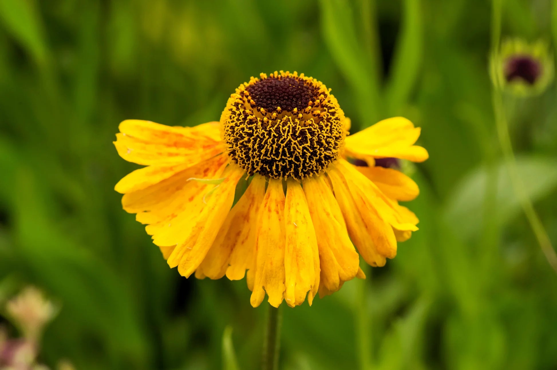 Helenium Herbst Lollipop Blumensamen zur Aussaat Drought verträglich Traditionssorte & ohne Gentechnik Samen Hausgarten