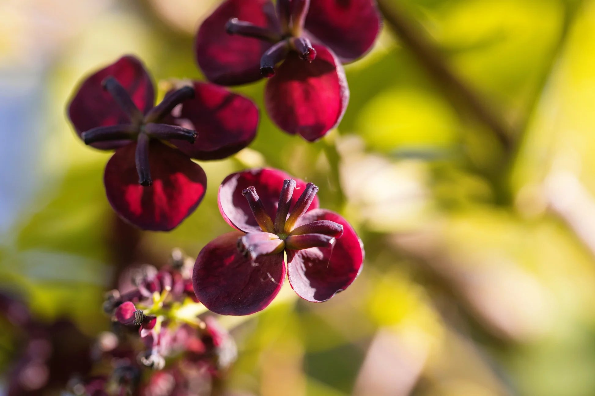Rot Akebia Blumensamen zur Aussaat – lang Blüte Saison – Traditionssorte & ohne Gentechnik Samen Hausgarten