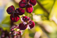 Rot Akebia Blumensamen zur Aussaat – lang Blüte Saison – Traditionssorte & ohne Gentechnik Samen Hausgarten