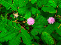 Traditionssorte Mimosa Pudica Blumensamen zur Aussaat ideal Rabatten Traditionssorte & ohne Gentechnik Samen Hausgarten