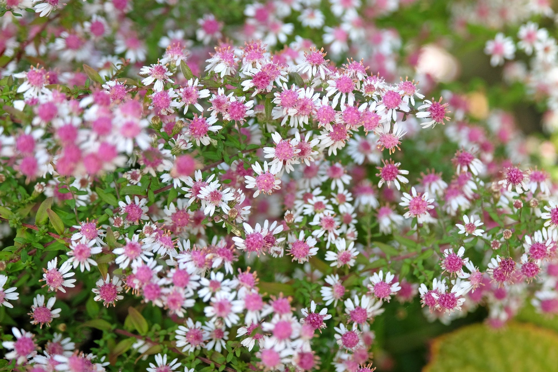Rosa Weiß Lateriflorus Blumensamen zur Aussaat – leuchtend Blüten – Traditionssorte & ohne Gentechnik Samen Hausgarten