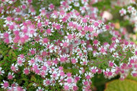 Rosa Weiß Lateriflorus Blumensamen zur Aussaat – leuchtend Blüten – Traditionssorte & ohne Gentechnik Samen Hausgarten
