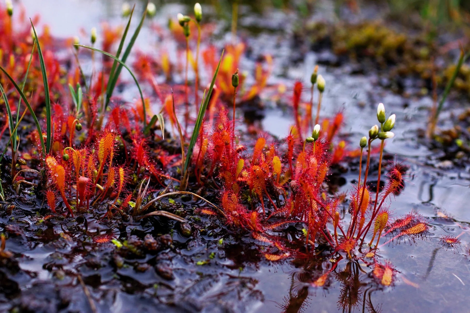 Rot Sundew Blumensamen zur Aussaat Halbschatten verträglich Traditionssorte & ohne Gentechnik Samen Hausgarten