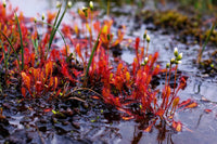 Rot Sundew Blumensamen zur Aussaat Halbschatten verträglich Traditionssorte & ohne Gentechnik Samen Hausgarten