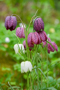 Rosa Fritillaria Blumensamen zur Aussaat – Halbschatten verträglich – Traditionssorte & ohne Gentechnik Samen Hausgarten