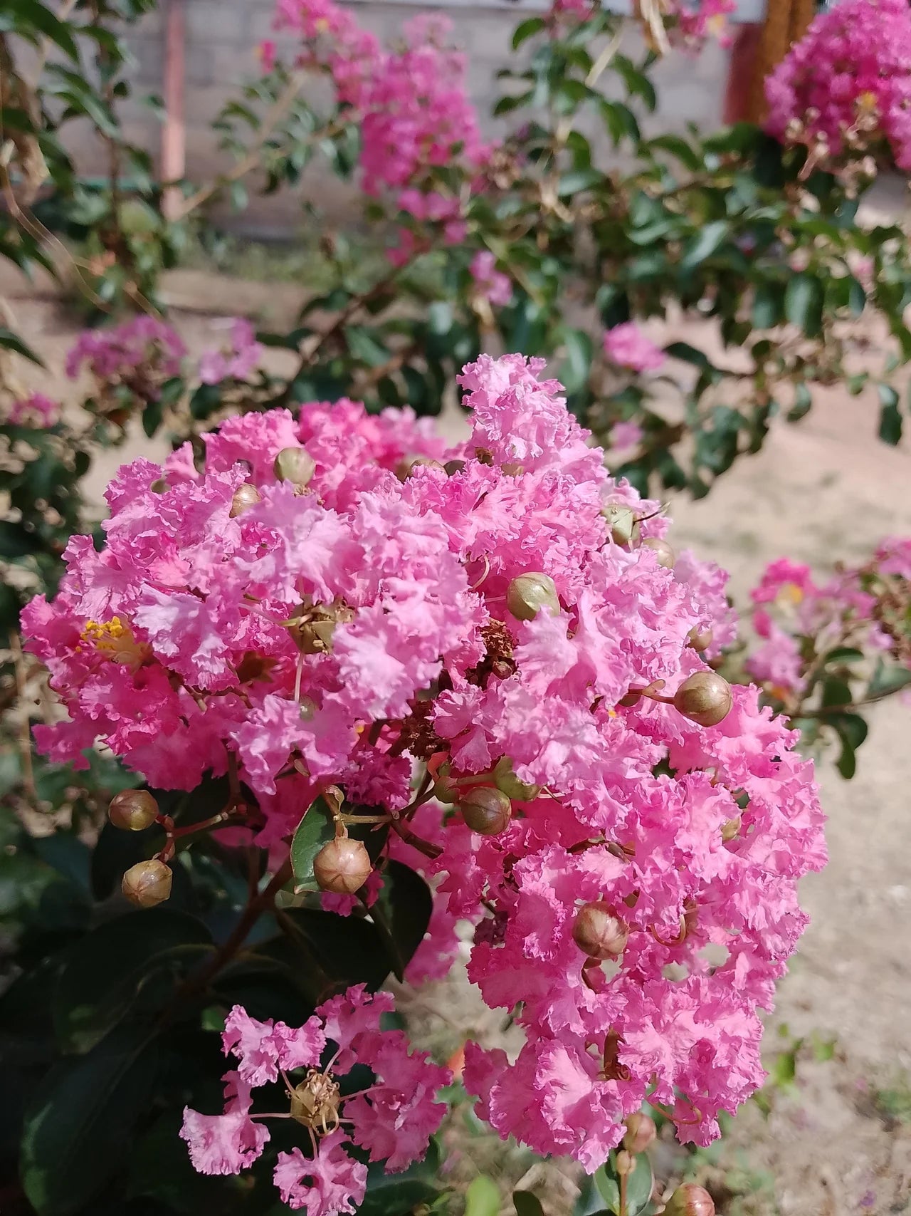 Myrtle Rosa Blumensamen zur Aussaat leuchtend Blüten für Ihren Garten