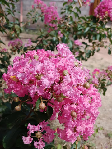 Myrtle Rosa Blumensamen zur Aussaat leuchtend Blüten für Ihren Garten
