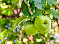 grüner Apfel Frucht Samen für einfaches Anpflanzen