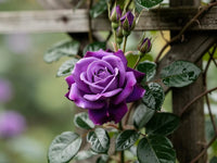 hell Lila kletternd Rose Blumensamen zur Aussaat leuchtend Blüten Traditionssorte & ohne Gentechnik Samen Hausgarten