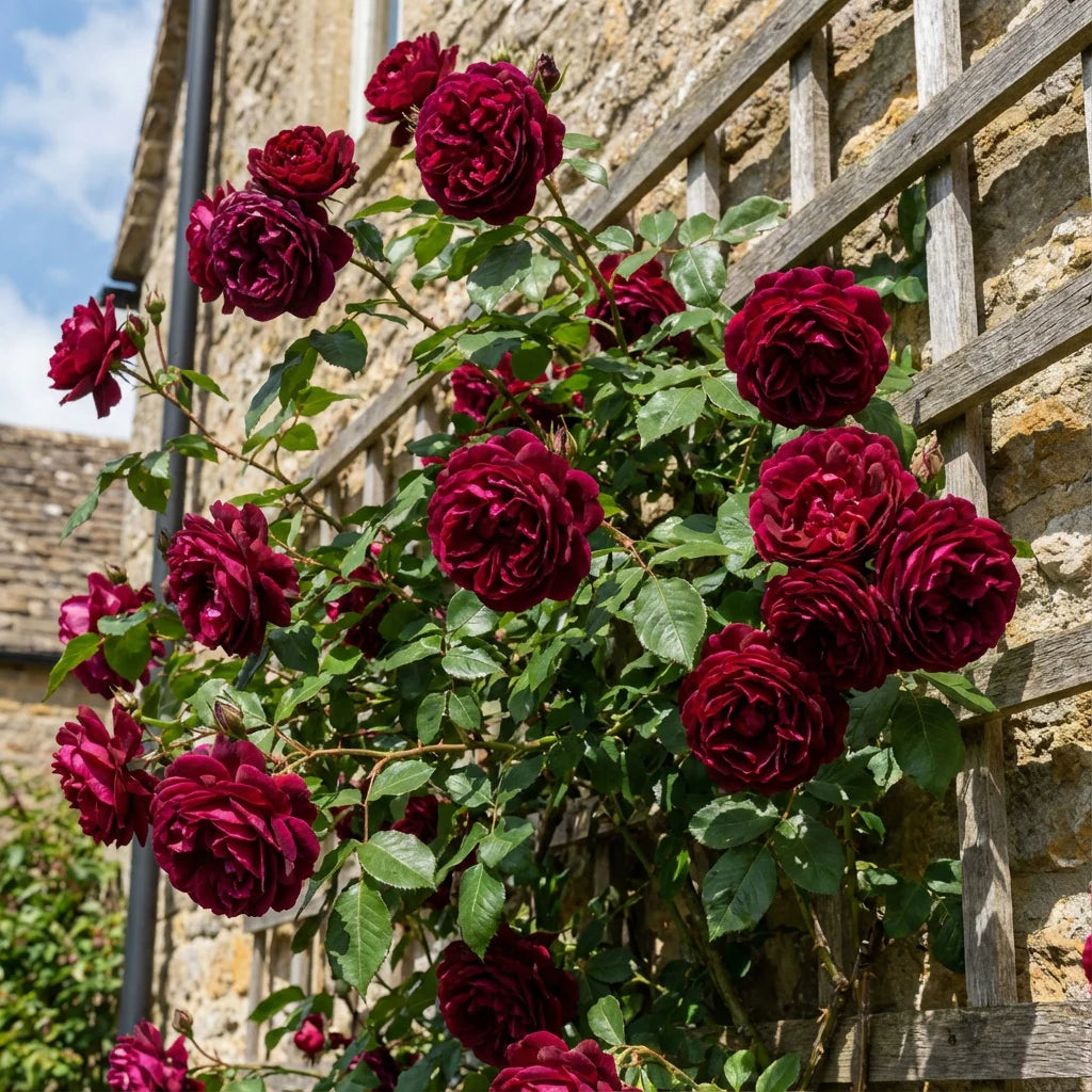 dunkel Rot kletternd Rose Blumensamen zur Aussaat – Halbschatten verträglich – Traditionssorte & ohne Gentechnik Samen Hausgarten