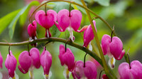 Rot Bleeding Heart Samen zur Aussaat mehrjährige Blumensamen Frühling & Fall