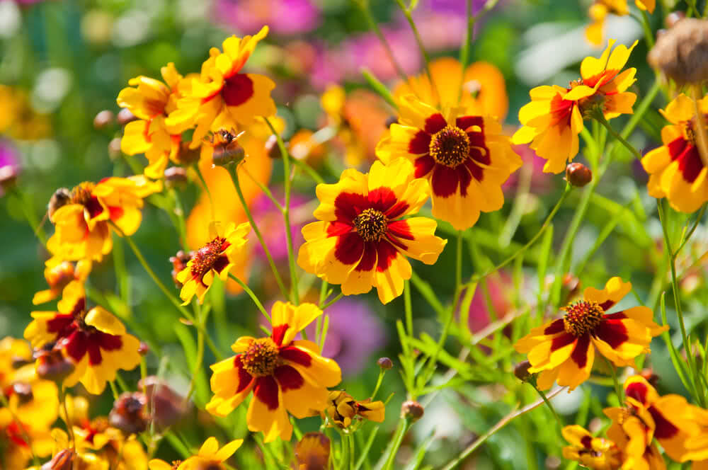 Coreopsis Blumensamen